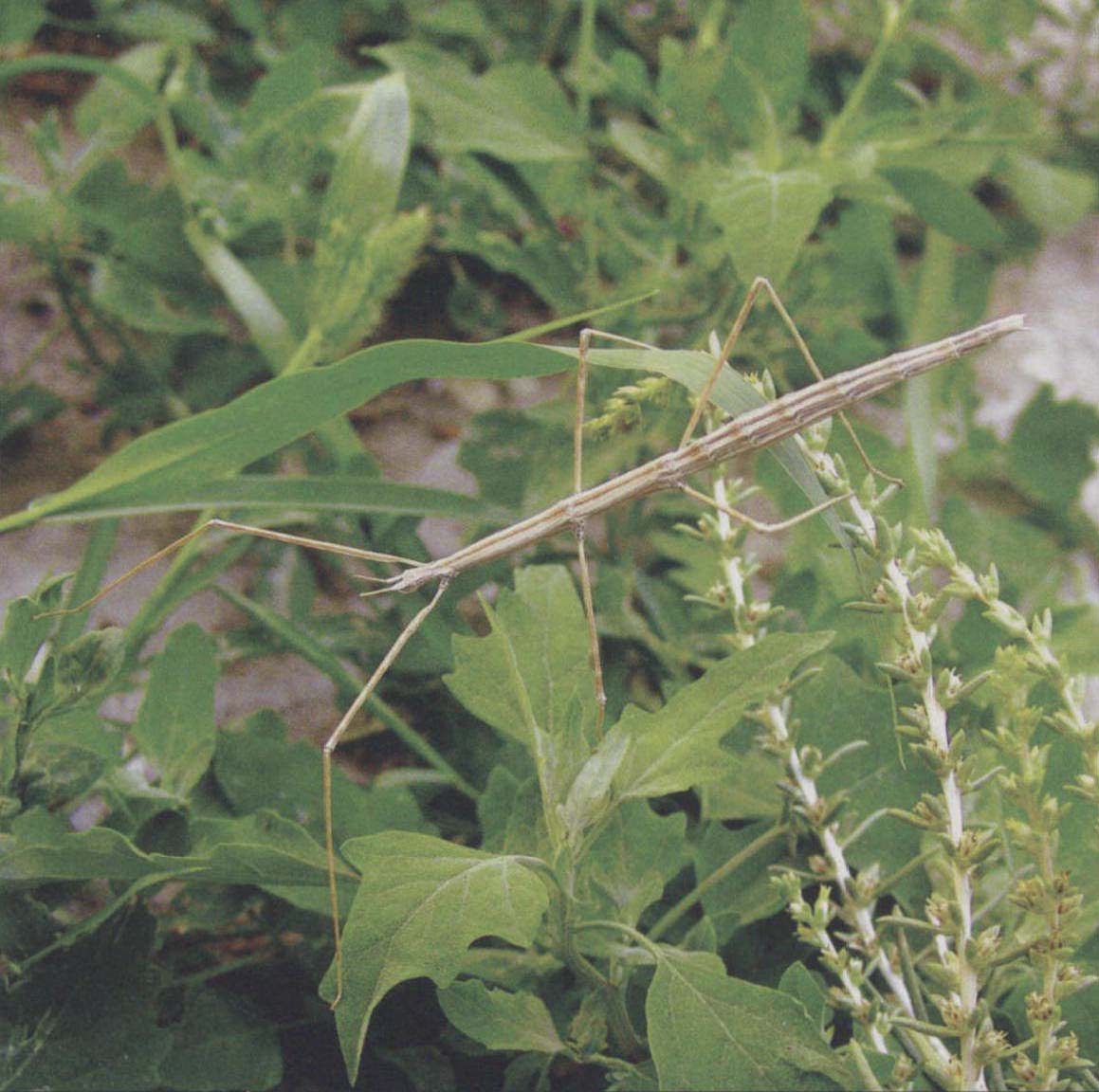 双突丝竹节虫